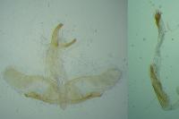 Oegoconia caradjai