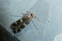 Oegoconia caradjai