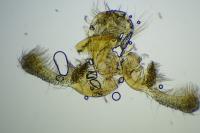 Endothenia marginana
