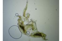 Stenoptilia zophodactyla