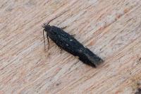 Aproaerema anthyllidella