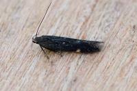 Aproaerema anthyllidella