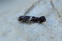 Elachista consortella