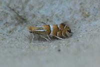 Phyllonorycter ulmifoliella