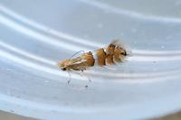Phyllonorycter ulmifoliella