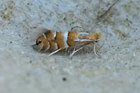 Phyllonorycter ulmifoliella