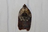 Acleris variegana