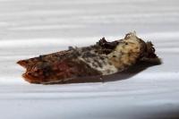 Acleris variegana