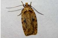 Agonopterix arenella
