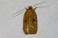 Agonopterix