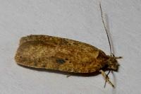 Agonopterix