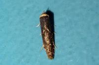 Blastobasis adustella