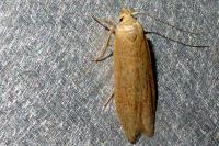 Blastobasis lacticolella