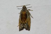 Epinotia nisella