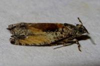 Epinotia nisella