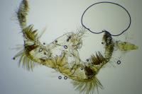 Celypha cespitana