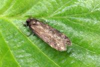 Mirificarma lentiginosella