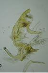 Bryotropha affinis
