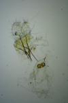 Aristotelia ericinella