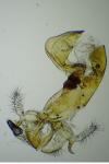 Bryotropha desertella