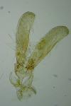 Elachista consortella