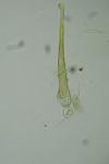Elachista consortella