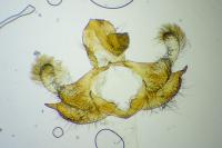 Coleophora conspicuella