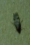 Borkhausenia nefrax