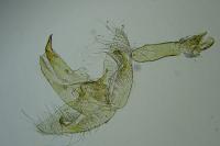 Borkhausenia nefrax