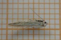 Coleophora striatipennella