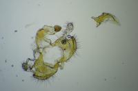 Coleophora alcyonipennella