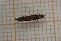 Coleophora alcyonipennella