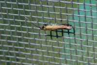 Coleophora alcyonipennella