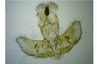 Agonopterix pallorella