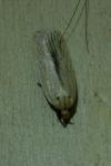 Agonopterix pallorella