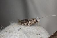 Oxypteryx wilkella