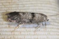 Swammerdamia