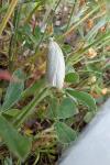 Tortrix viridana