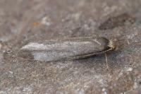 Agnoea