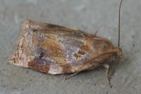 Archips xylosteana