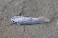 Elachista argentella