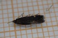 Oxypteryx immaculatella