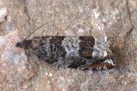 Ancylis achatana