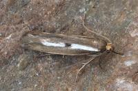 Parahyponomeuta egregiella