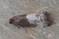 Notocelia cynosbatella