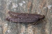 Neofaculta ericetella