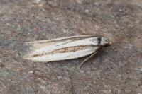 Mirificarma interrupta