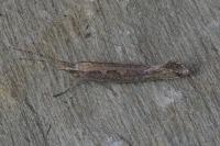 Plutella xylostella