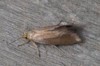 Crassa tinctella