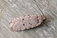 Agonopterix gr. adspersella